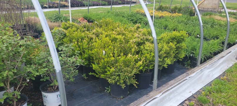 boxwoods