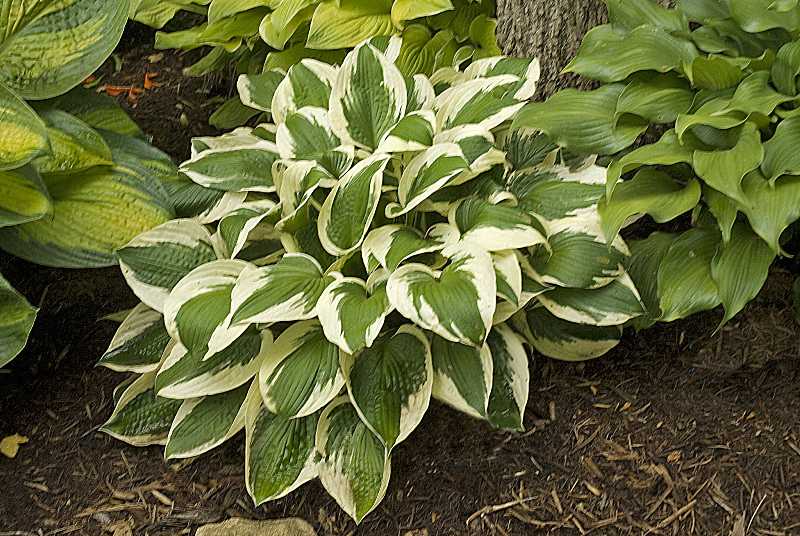 Hosta 'Patriot'