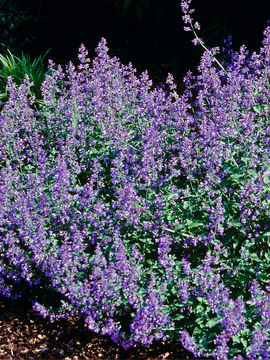 Nepeta racemosa 'Dropmore'